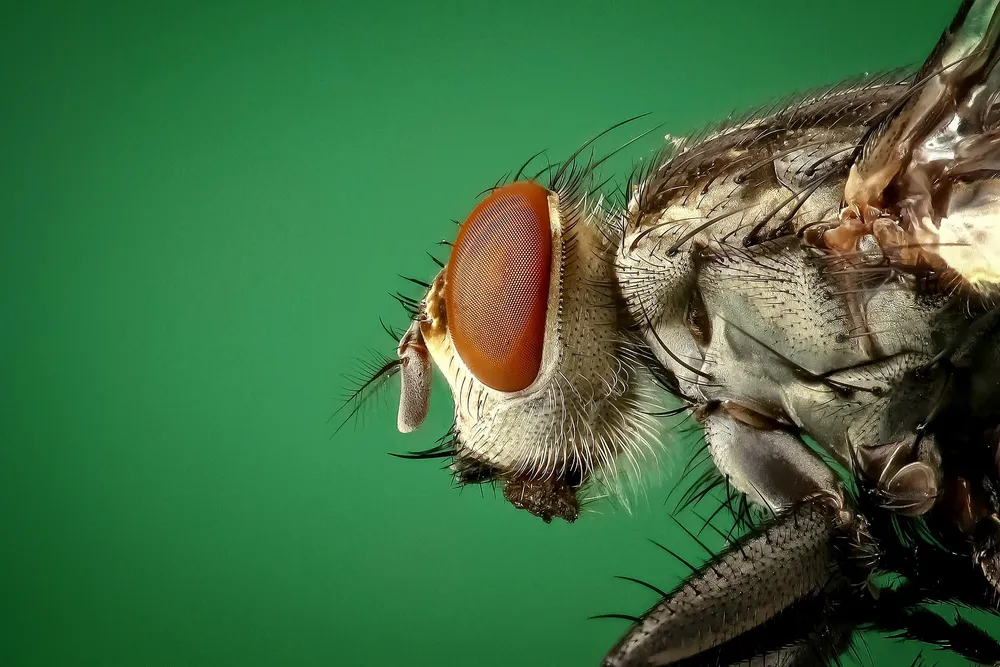 A Family in pest Control for Over 50 Years