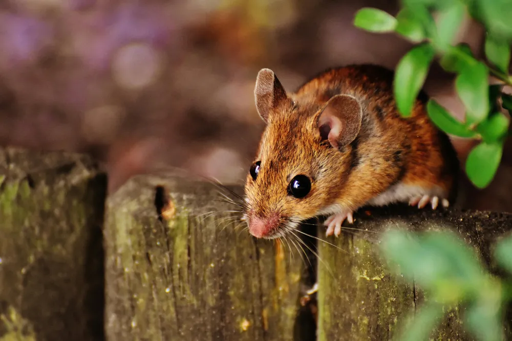 Local Rodent Control Experts
