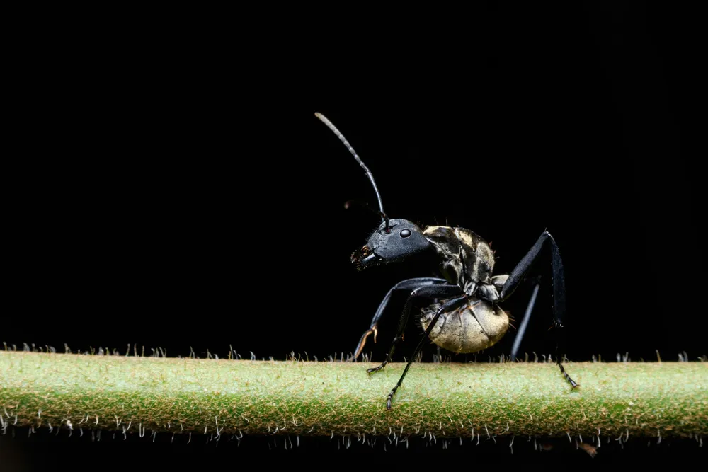 Professional Carpenter Ant Solutions
