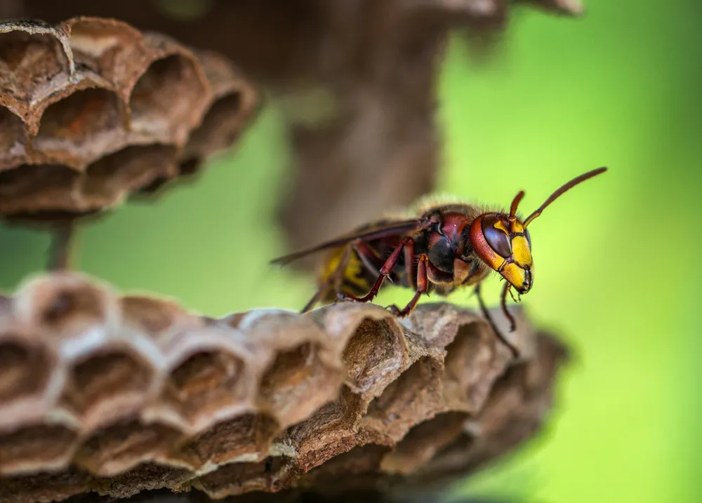 New Hampshire & Vermont Wasp Control